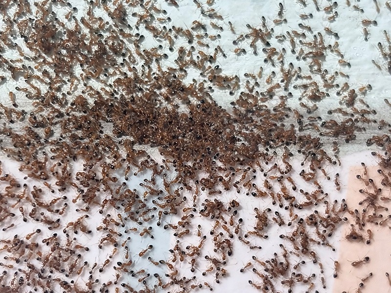 ghost ants on a tiled floor