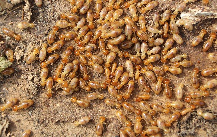 termites on the ground