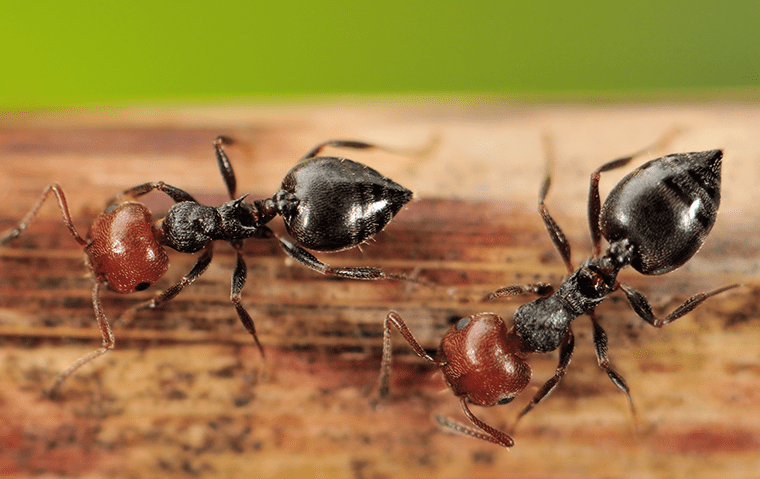 two acrobat ants on wood inside of a jacksonville florida home