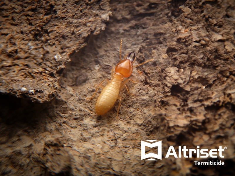 termite pre-treatment using altriset