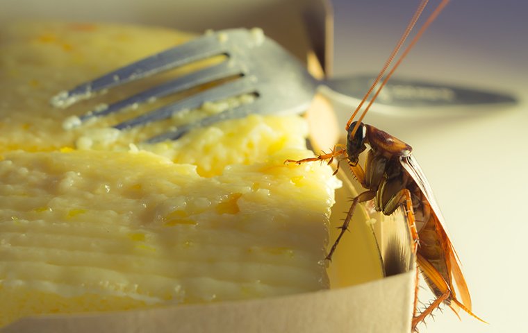 cockroach on cheese cake
