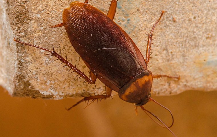 american roach inside florida home