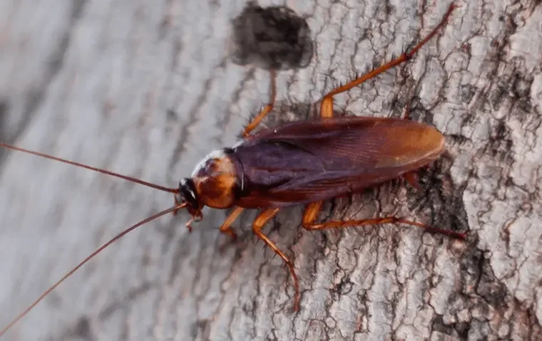 american cockroach