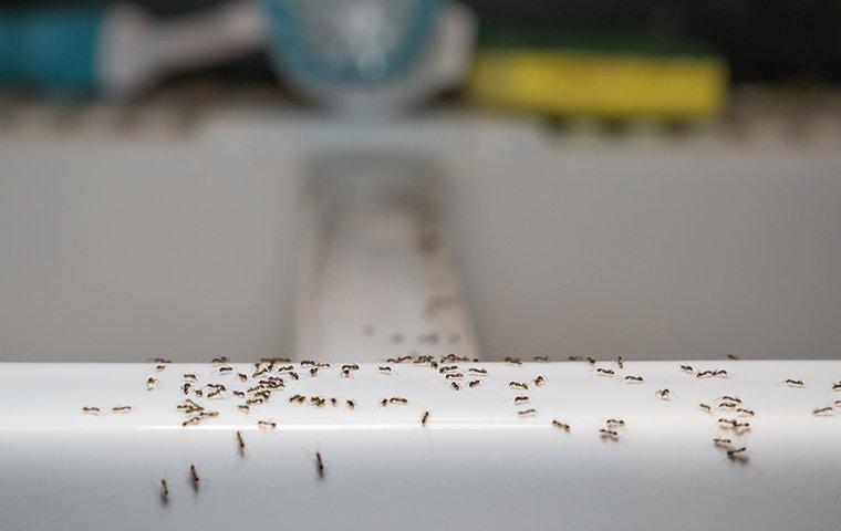 ants crawling on the floor of a jacksonville home