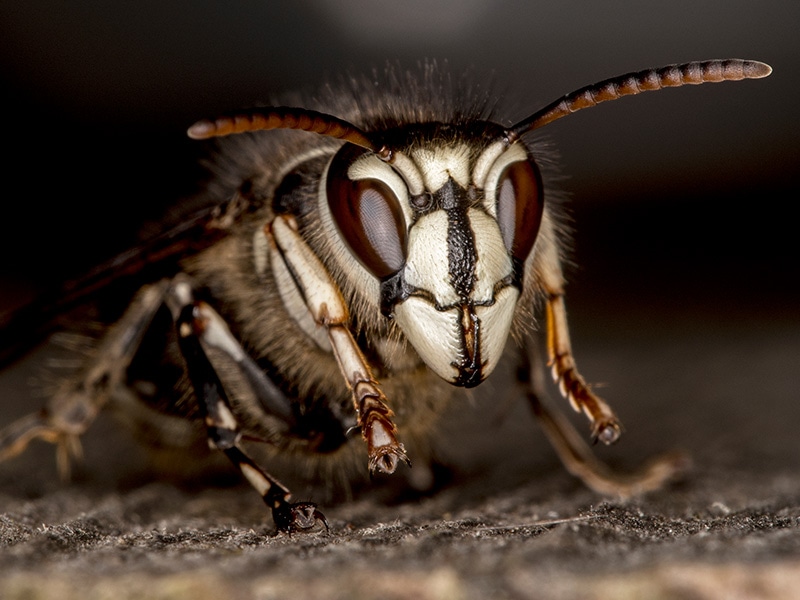 bald face hornet up close