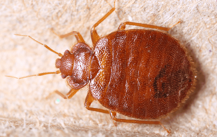 up close image of a bed bug crawling on furniture