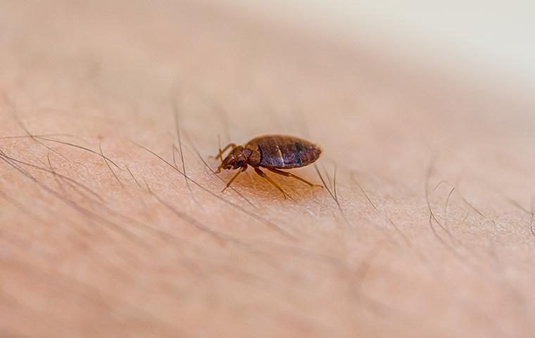 bed bug crawling on skin