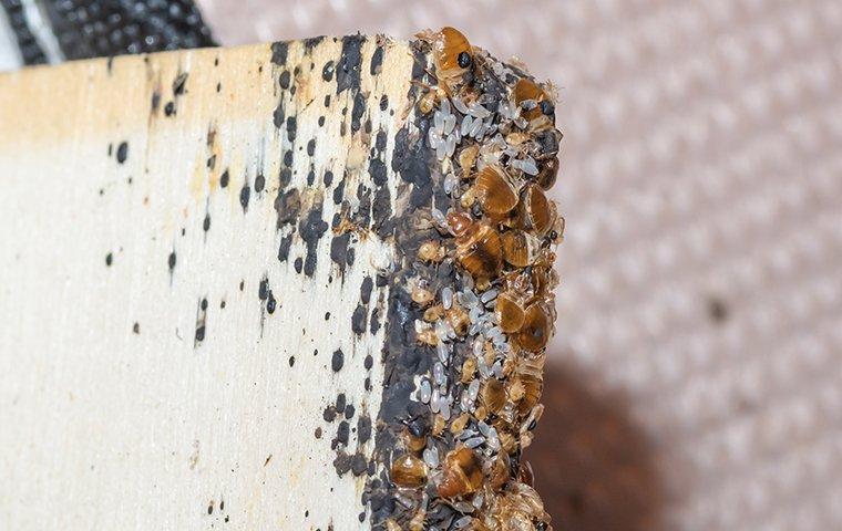 https://files.aptuitivcdn.com/0eP9JeN4NJ-1838/images/bed-bug-infestation-making-a-mess.jpg?utm_source=chatgpt.com