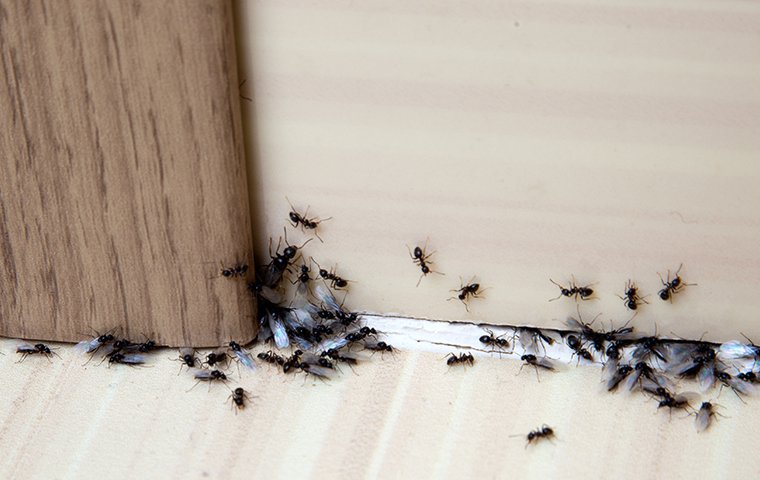 ants crawling on kitchen floor