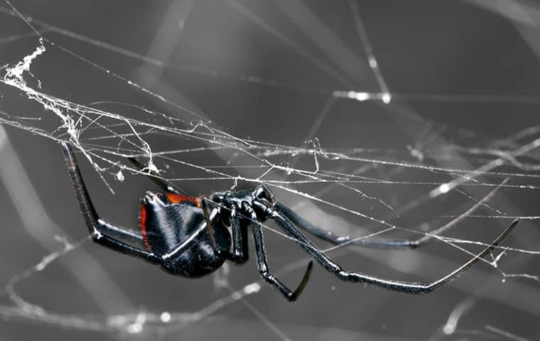 black widow spider