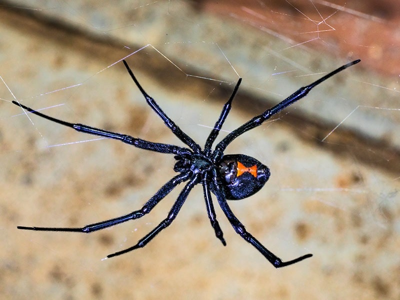 black widow