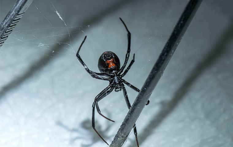 a black widow spider at a home in middleburg florida