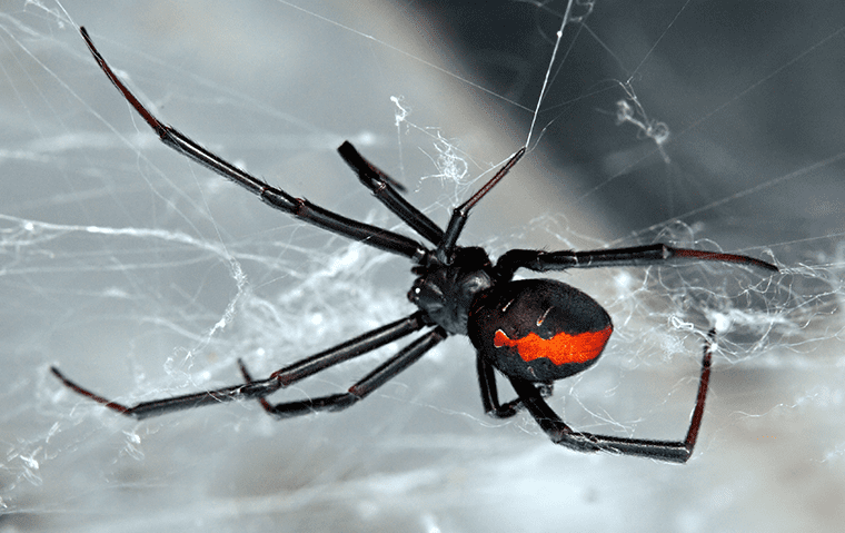 black widow spider building web inside jacksonville, fl home