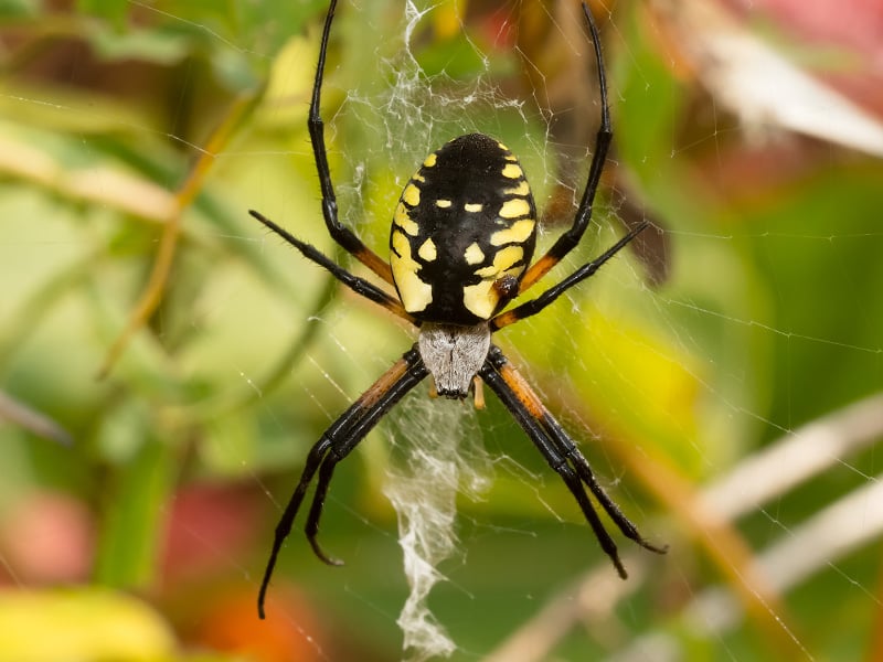 yellow and black garden spider