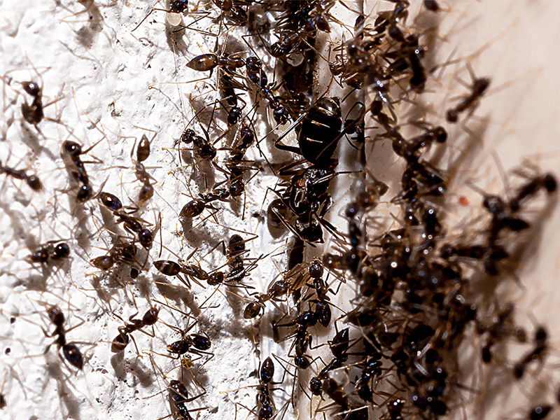 ants trying to enter JAX home