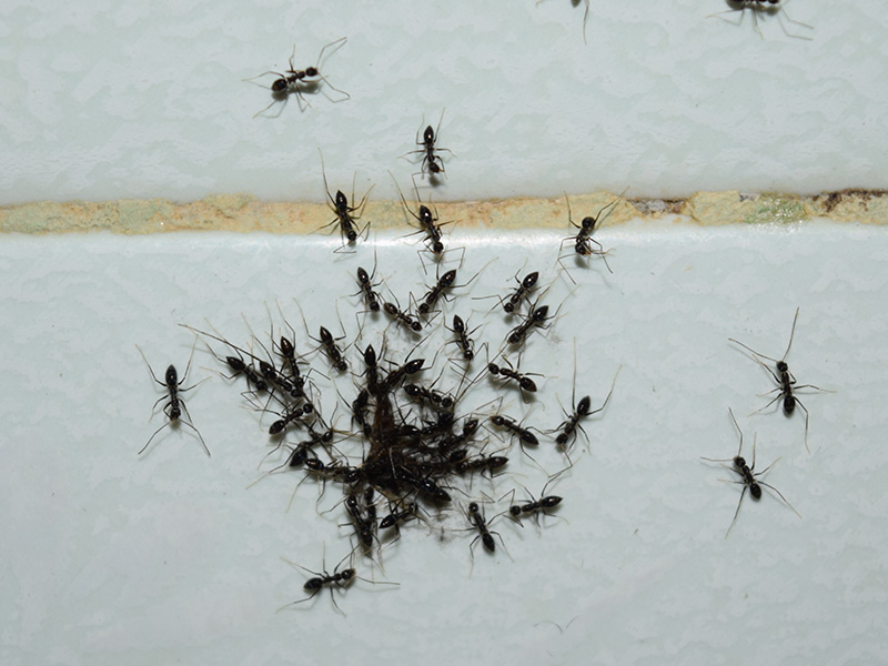 ants on tiled wall