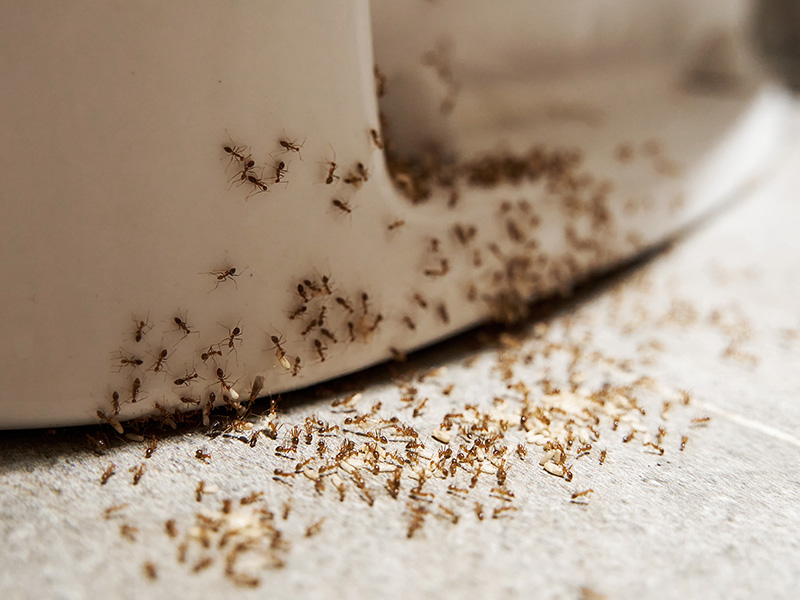 ants around toilet