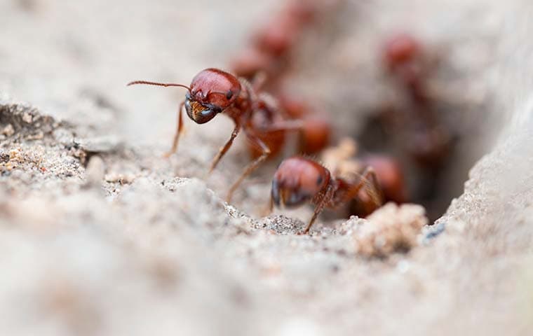 ants coming out of hill