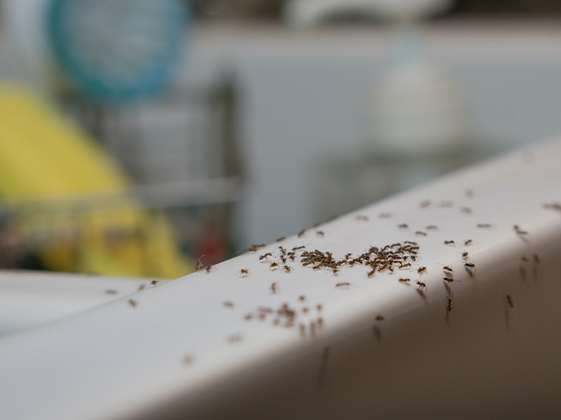 ants on edge of tub