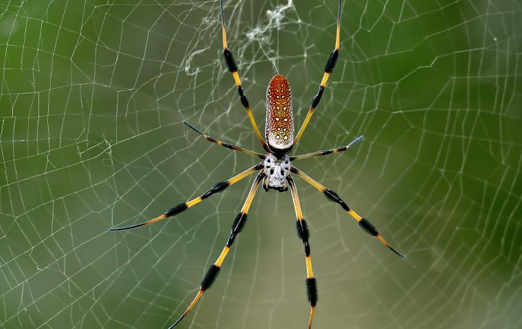 a banana spider outside on a porch in jacksonville florida
