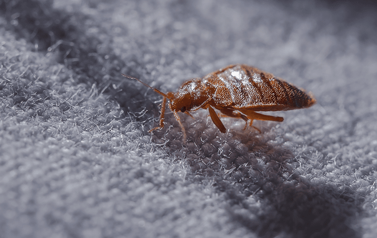 bed bug on bed