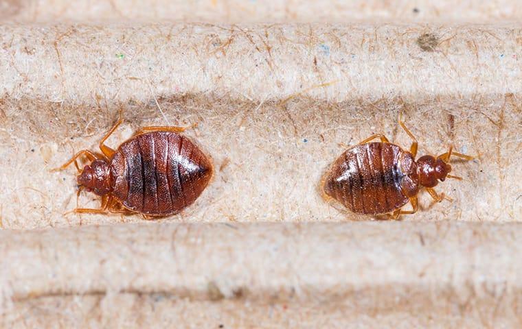 bed bug infestation