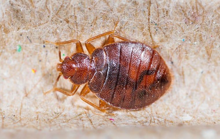 bed bug in jacksonville home