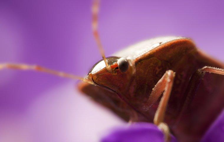 a bed bug on sheets