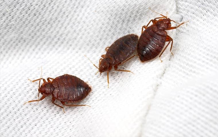 a festering clonony of bed bugs crawling along the cotton sheets of a florida resident