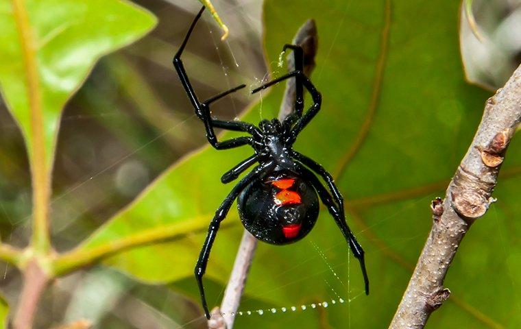 a black widow spider on her web in a garden