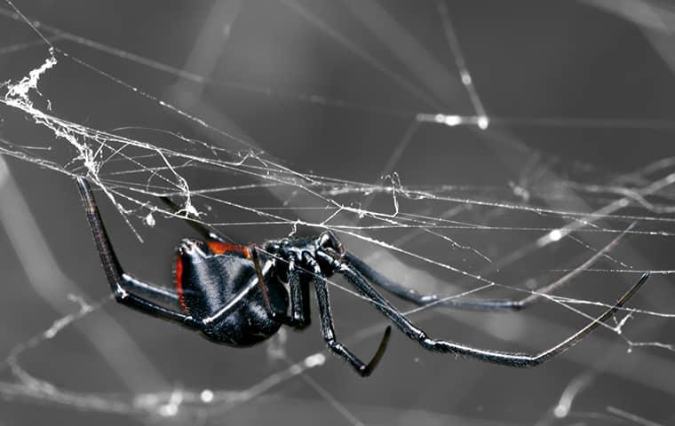 a black widow spider hilding onto a web upside-down along a jacksonville porch