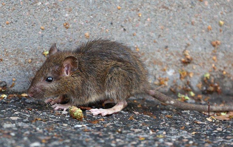 a brown norway rat outside