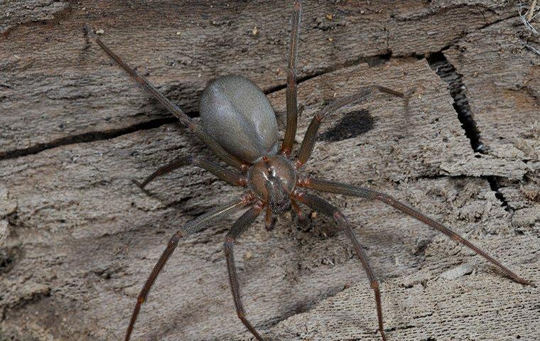 brown recluse spider coming inside the house