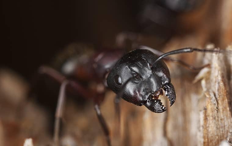 carpenter ant up close