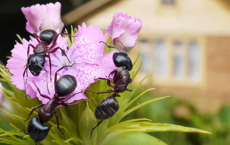 a colony of black ants festering a freshly bloomed flower in a florida garden