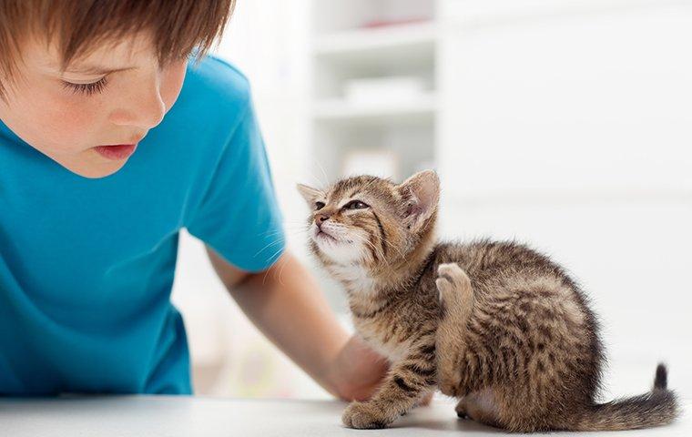 boy watching cat scratch