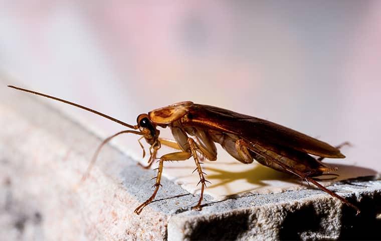 a grey tones geron cockroach crawling along the kitchen counter in a jacksonville home