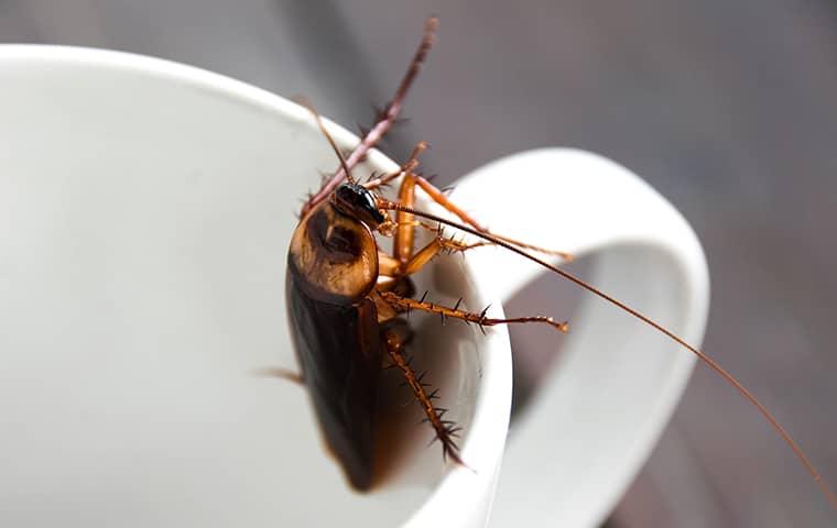 cockroach in a cup