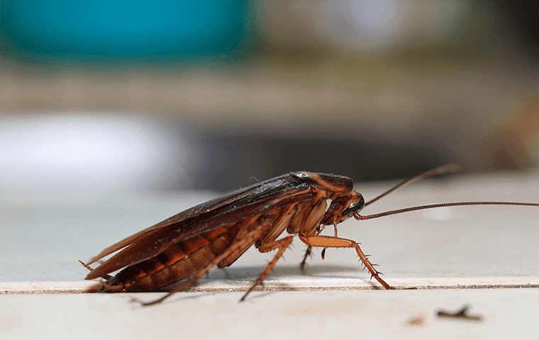 cockroach in kitchen