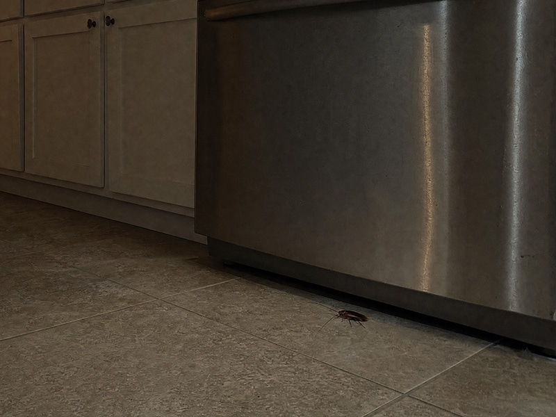 cockroach looking for food