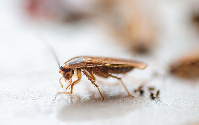 a cockroach on a white surface