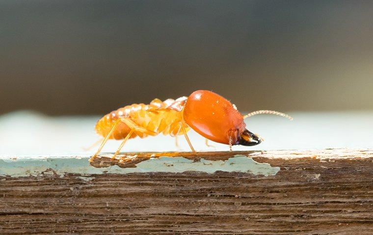 termite crawling on wood