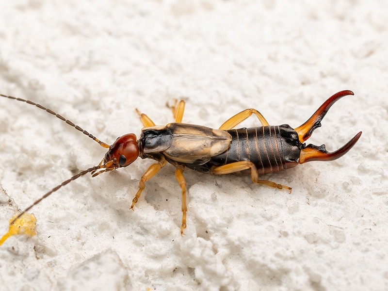 earwig in flour