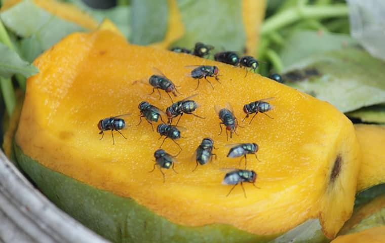 fruit flies on fruit in a home