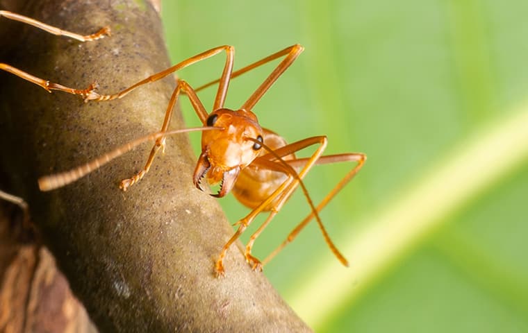 fire ant on branch