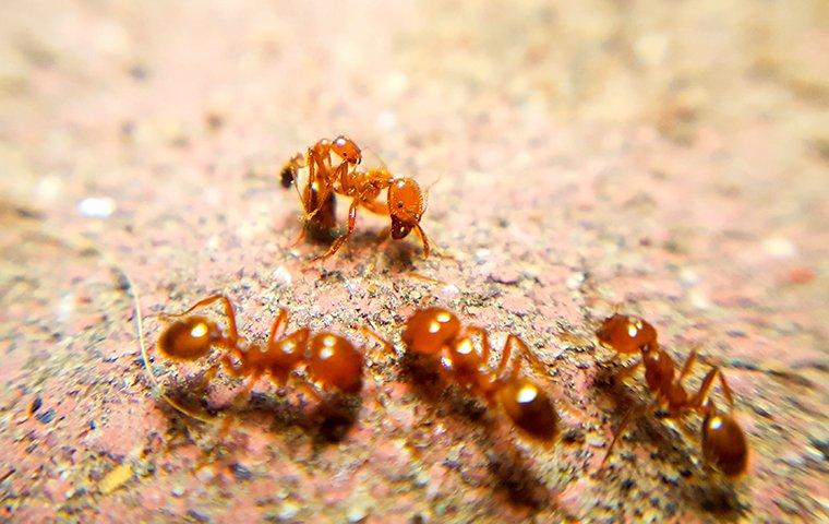 fire ants crawling on an ant hill