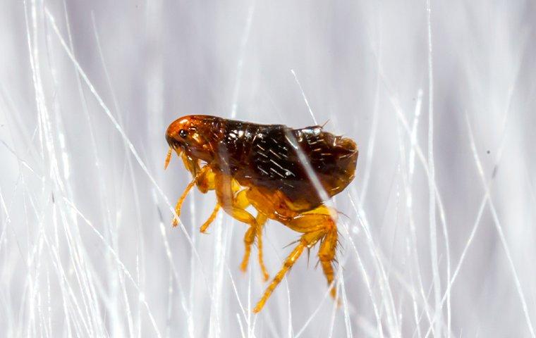 a flea crawling in white pet hair