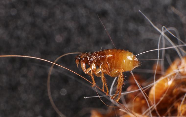 a flea up close on dog hair