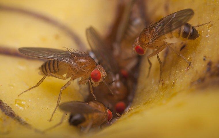 a cluster of fruit flies on food in the trash