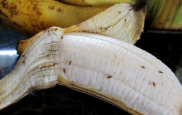 fruit flies on banana